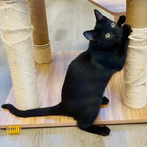 Enlarge Judiah, a Adoptable Domestic Short Hair in Pleasant Hill, CA image 1/5
