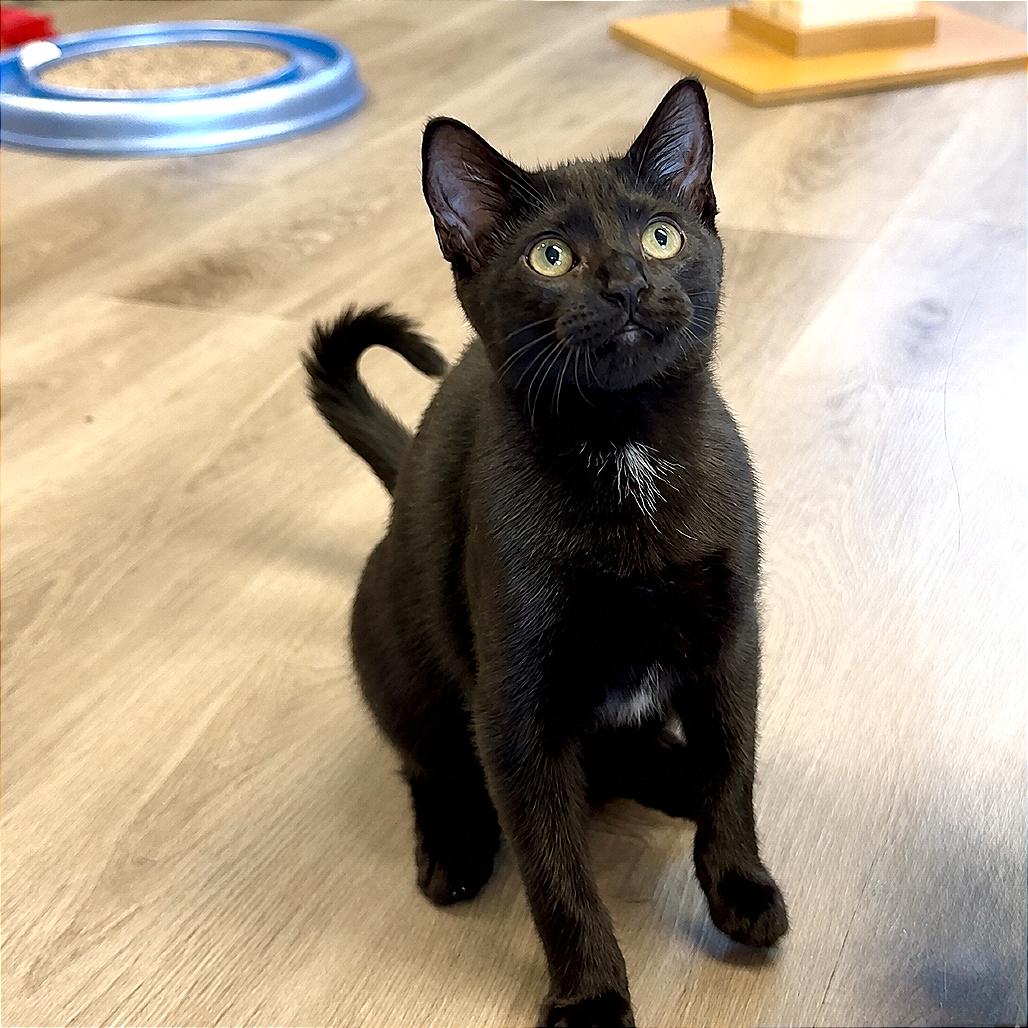 Enlarge Judiah, a Adoptable Domestic Short Hair in Pleasant Hill, CA image 2/5