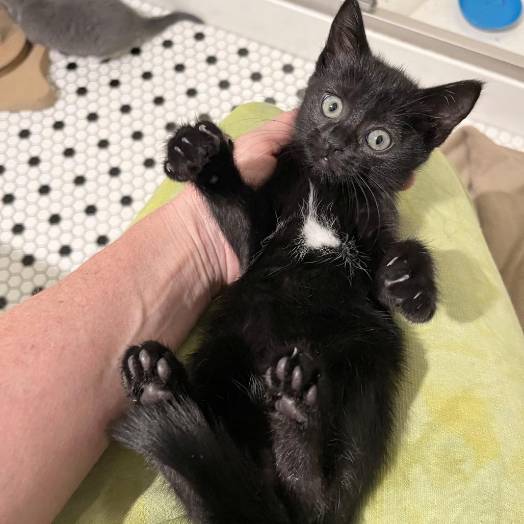 Enlarge Judiah, a Adoptable Domestic Short Hair in Pleasant Hill, CA image 3/5