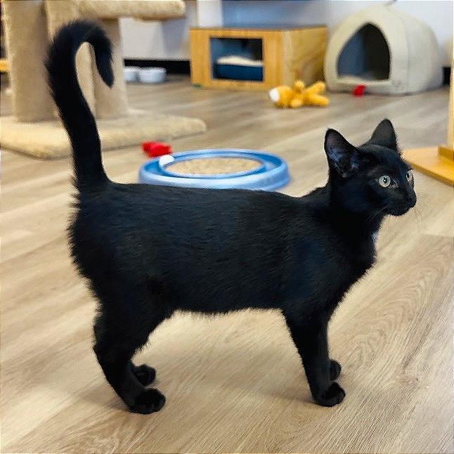 Enlarge Judiah, a Adoptable Domestic Short Hair in Pleasant Hill, CA image 4/5