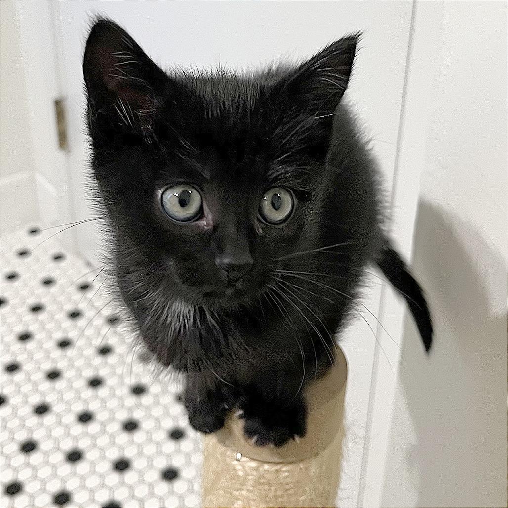 Enlarge Judiah, a Adoptable Domestic Short Hair in Pleasant Hill, CA image 5/5