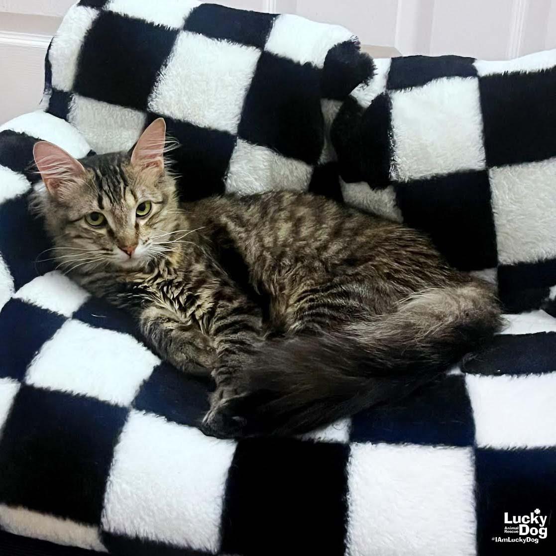 Iyla, Adoptable, Young Female Domestic Medium Hair.