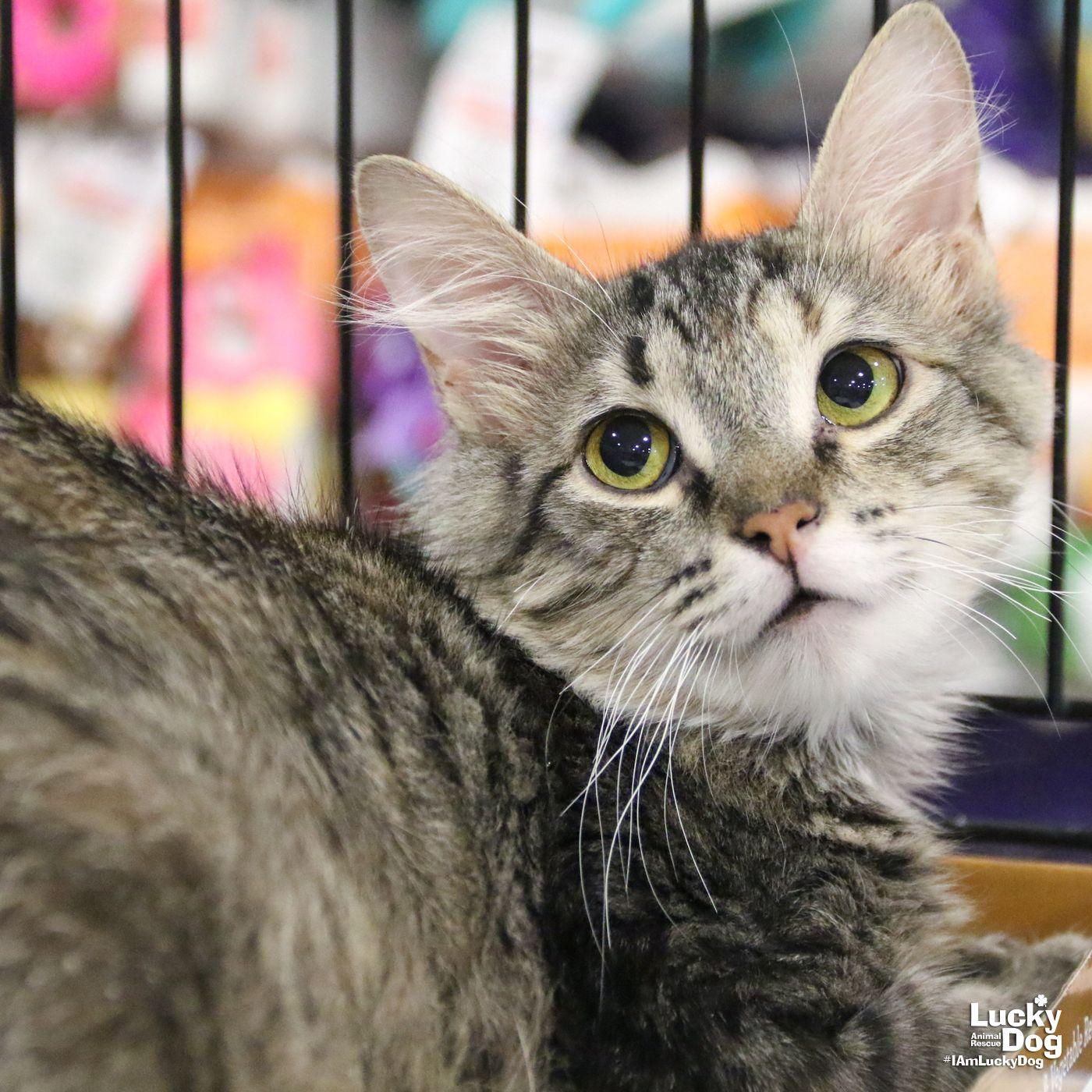 Enlarge Iyla, a Adopted Domestic Medium Hair in Washington, DC image 1/3