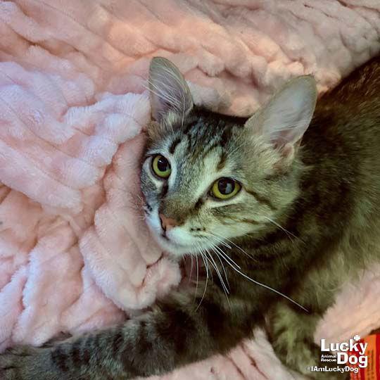 Enlarge Iyla, a Adopted Domestic Medium Hair in Washington, DC image 3/3