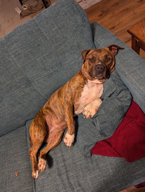 Enlarge GABBY, a Adoptable mixed breed in Charlotte, NC image 1/1