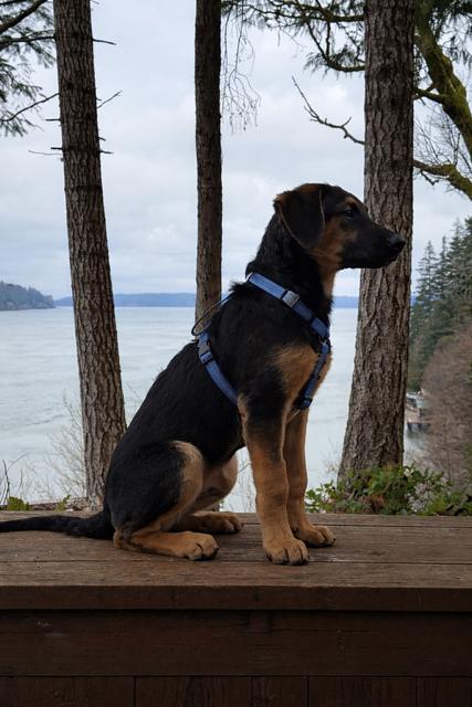 Enlarge Andy, a Adoptable mixed breed in Seattle, WA image 1/6