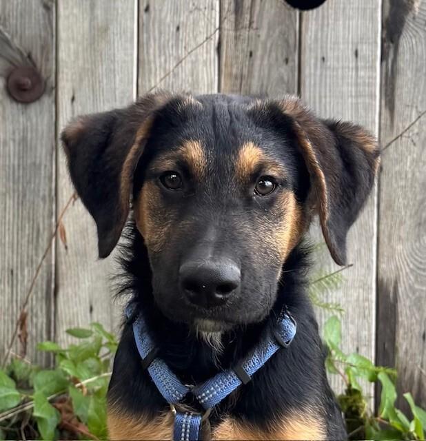 Enlarge Andy, a Adoptable mixed breed in Seattle, WA image 3/6