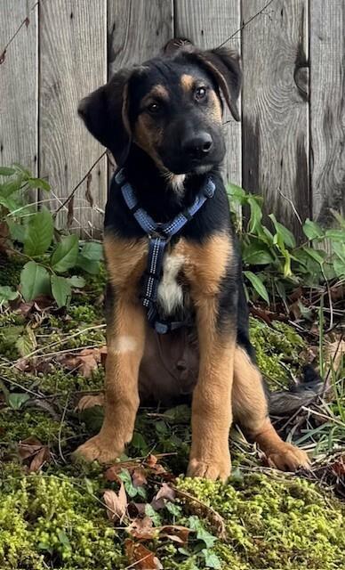 Enlarge Andy, a Adoptable mixed breed in Seattle, WA image 4/6
