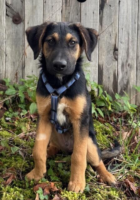 Enlarge Andy, a Adoptable mixed breed in Seattle, WA image 6/6