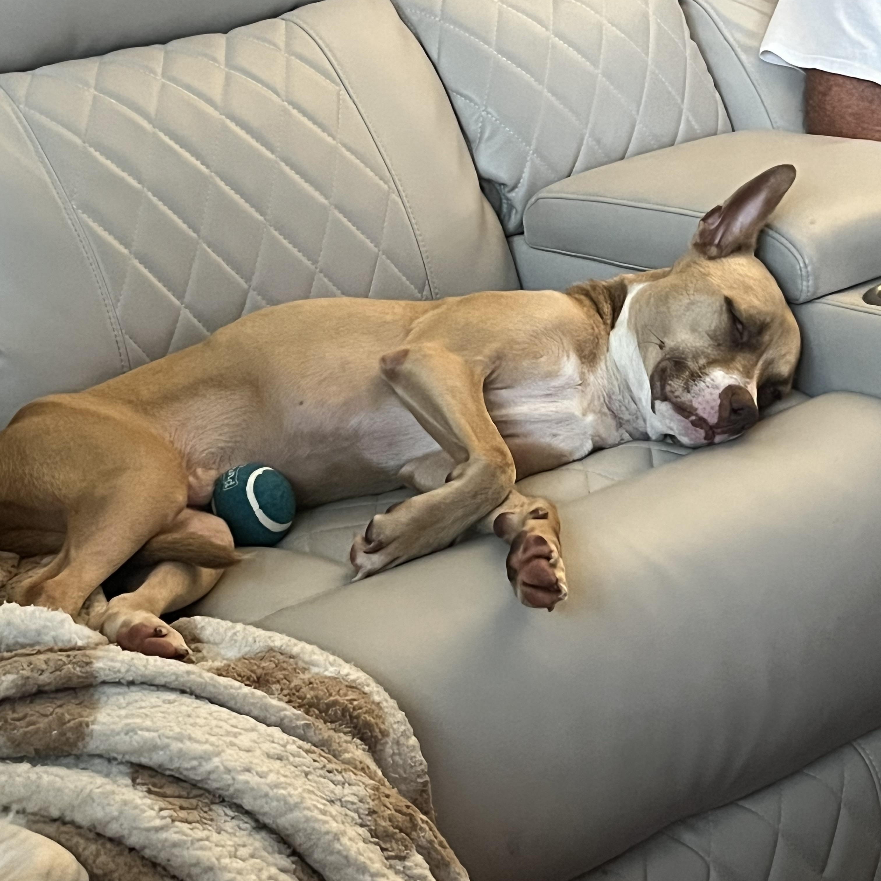 Chris Brown, adopted, Young Female Terrier.