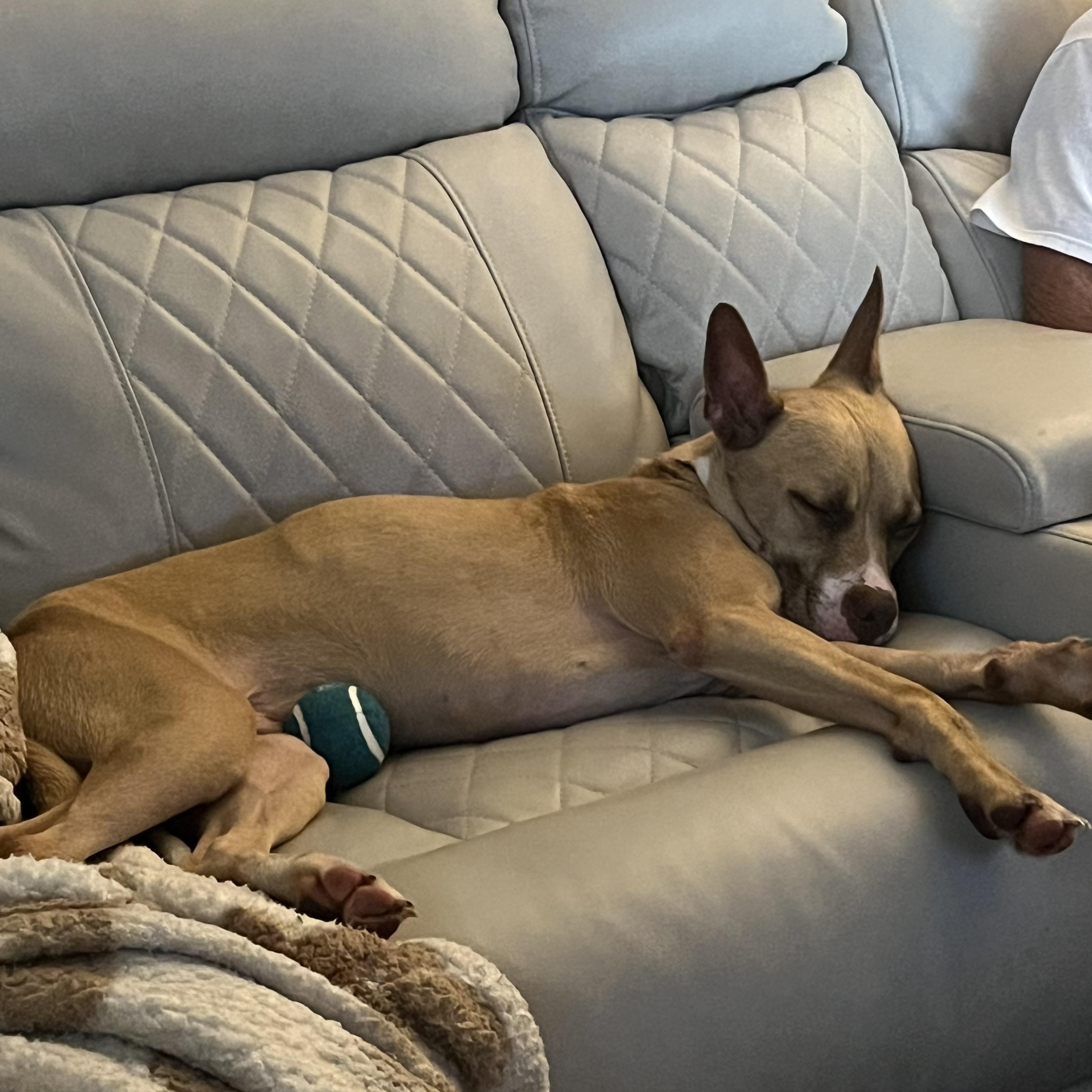 Chris Brown, an adopted mixed breed in Brentwood, TN image 2/2