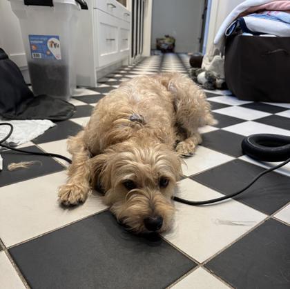 Enlarge Bo, a Adoptable mixed breed in Santa Fe, TX image 1/3