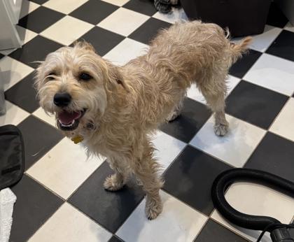 Bo, Adoptable, Puppy Male Terrier & Mixed Breed.