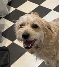 Enlarge Bo, a Adoptable mixed breed in Santa Fe, TX image 3/3