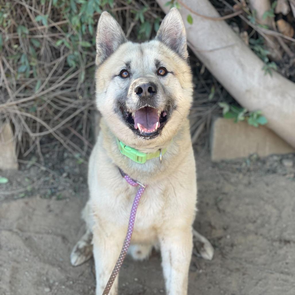 Kobe, Adoptable, Adult Male German Shepherd Dog & Akita.