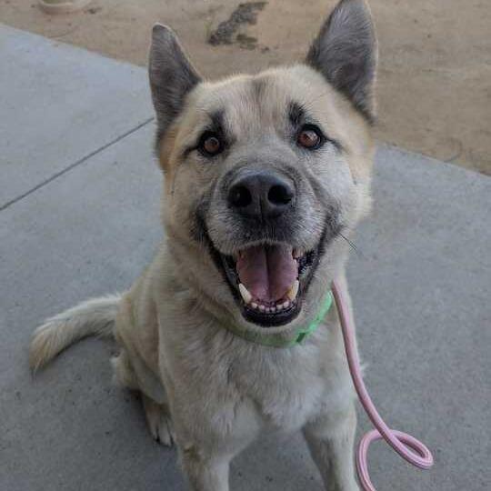 Enlarge Kobe, a Adoptable mixed breed in Riverside, CA image 3/5