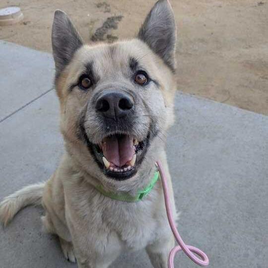 Enlarge Kobe, a Adoptable mixed breed in Riverside, CA image 4/5