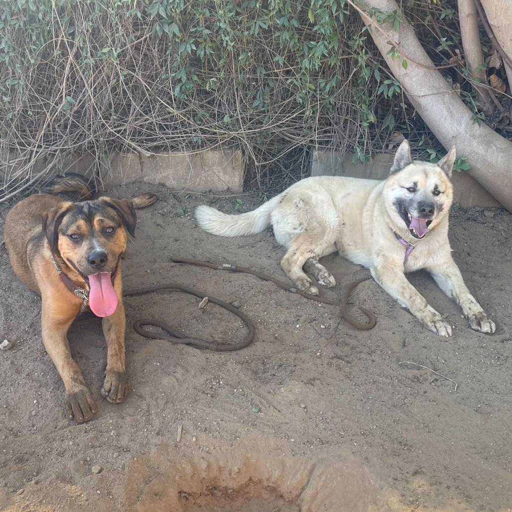 Enlarge Kobe, a Adoptable mixed breed in Riverside, CA image 5/5