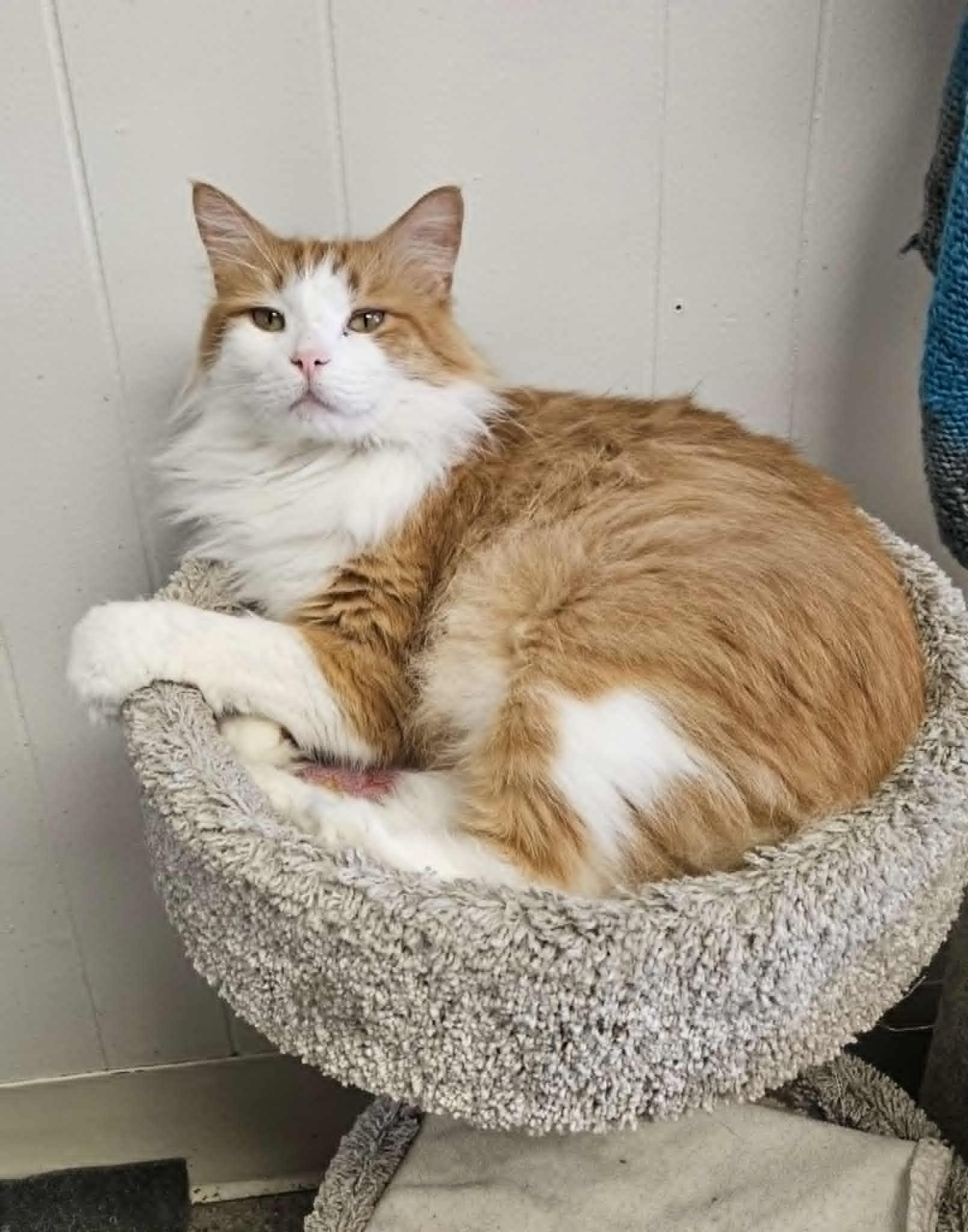 Pumpkin "Punkin", Adult Male Domestic Medium Hair
