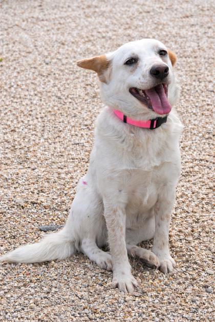 Enlarge Nell (Lil Girl #2), a Adoptable mixed breed in Gray, LA image 1/1