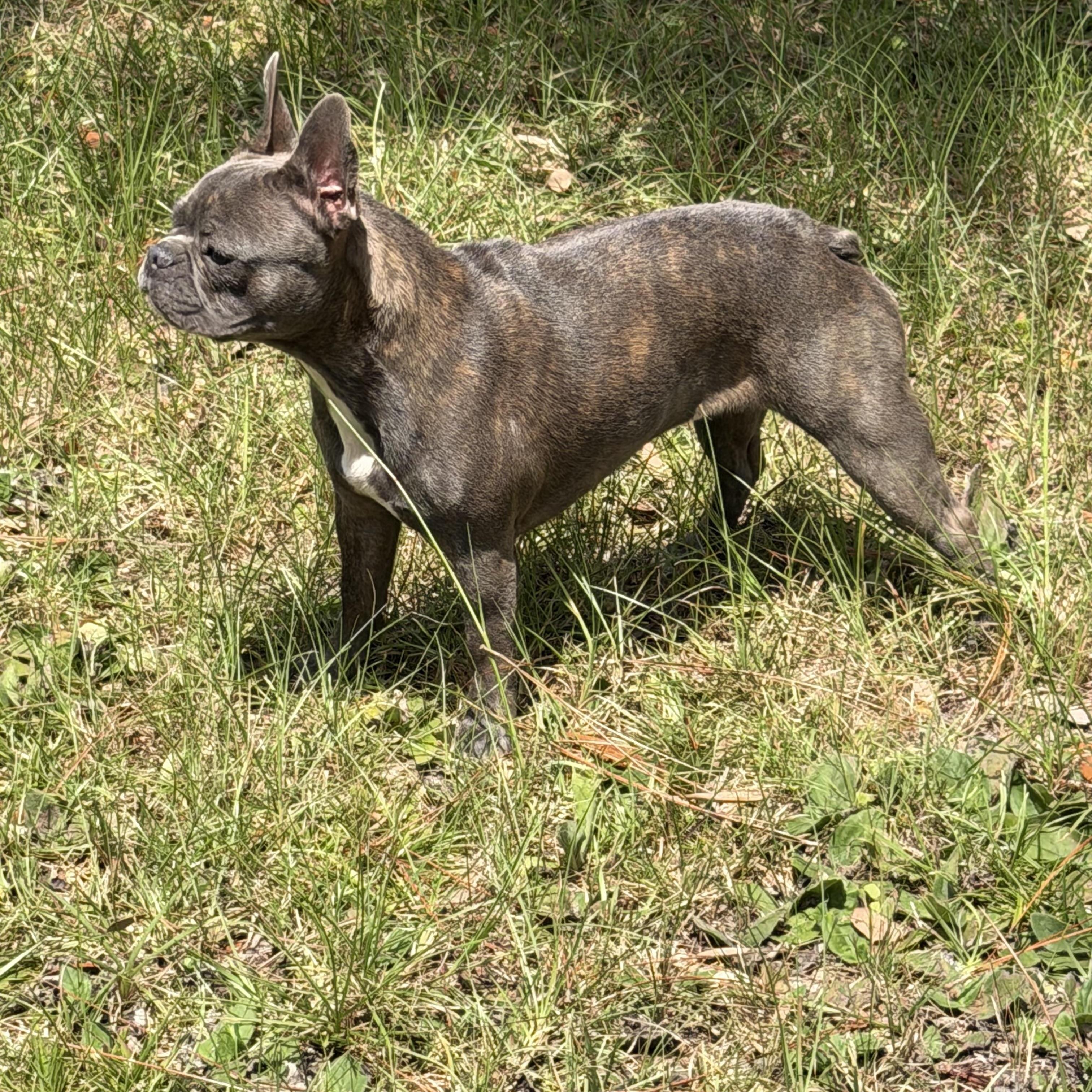 Enlarge Lilly, a Adopted French Bulldog in Harrisburg, PA image 3/3
