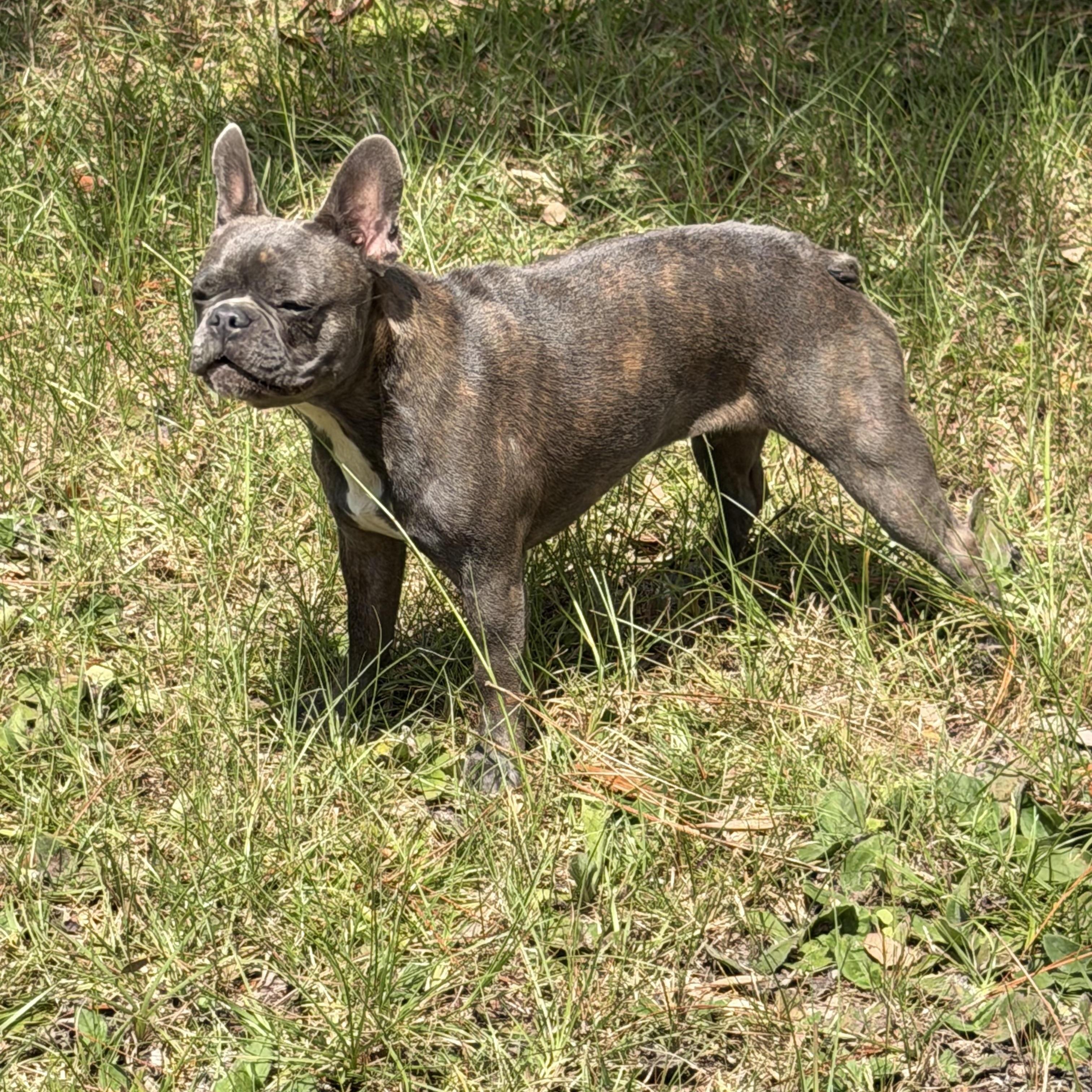 Lilly, Adopted, Young Female French Bulldog.
