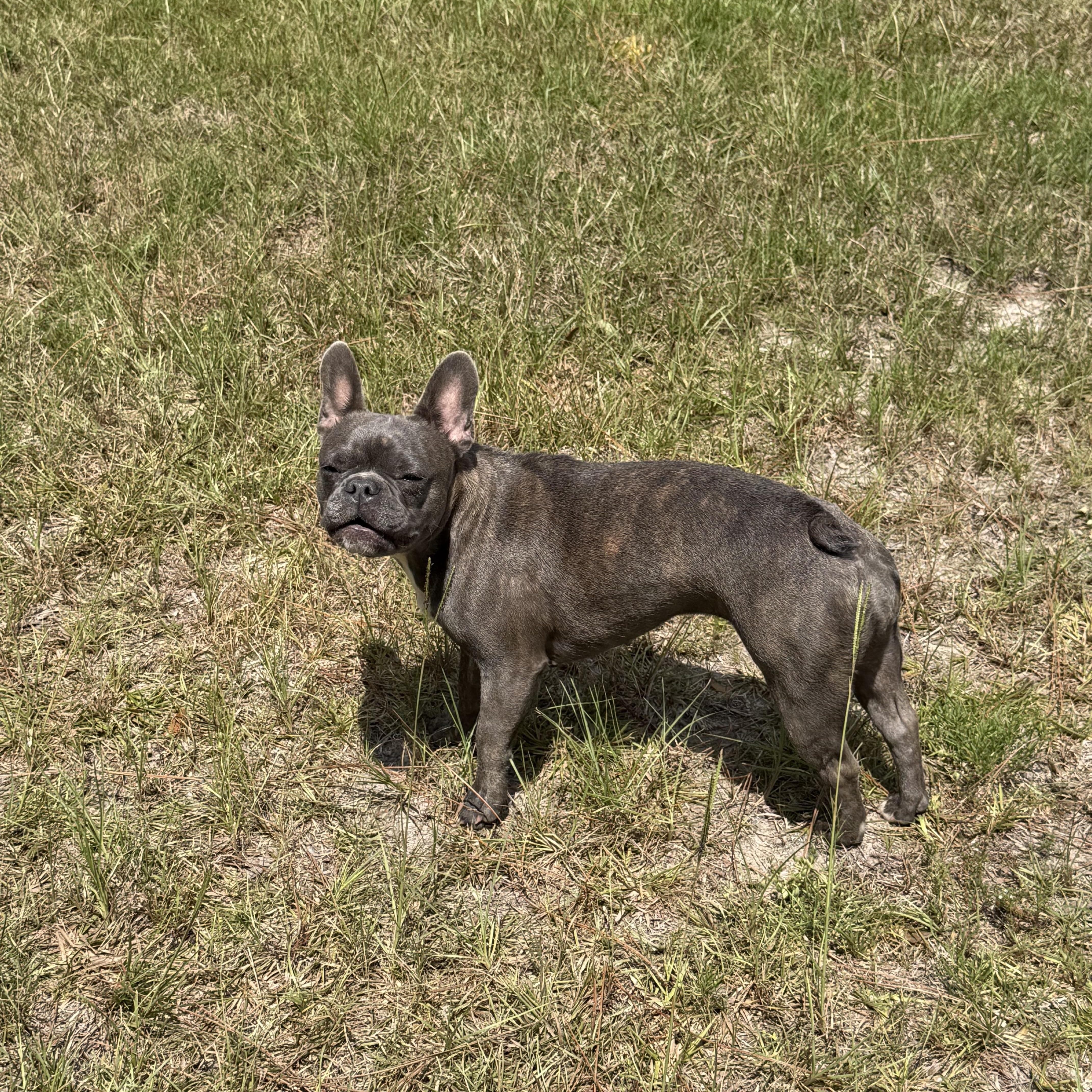 Enlarge Lilly, a Adopted French Bulldog in Harrisburg, PA image 2/3