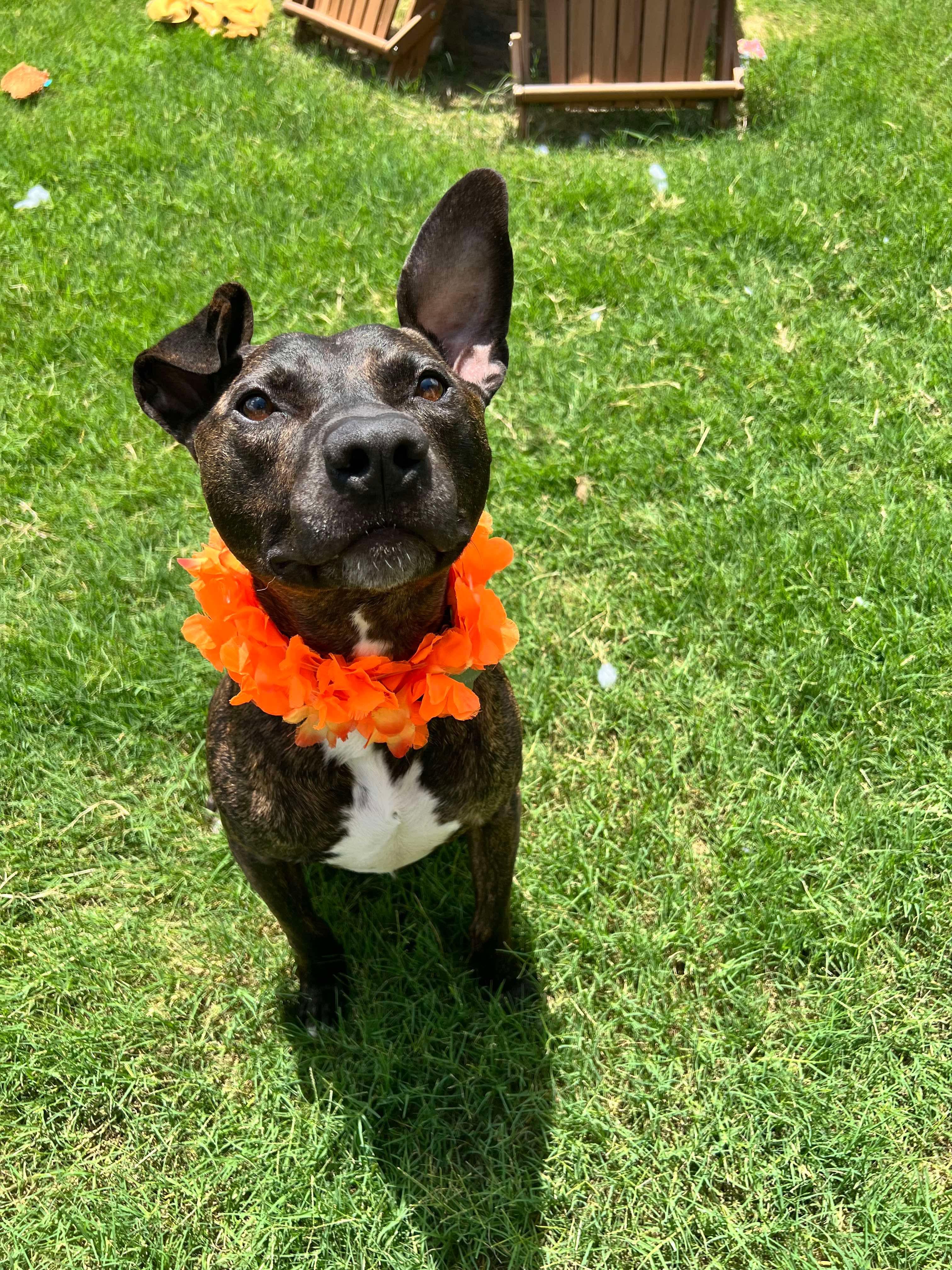 Pinball, a Adoptable Pit Bull Terrier in Forney, TX image 1/5