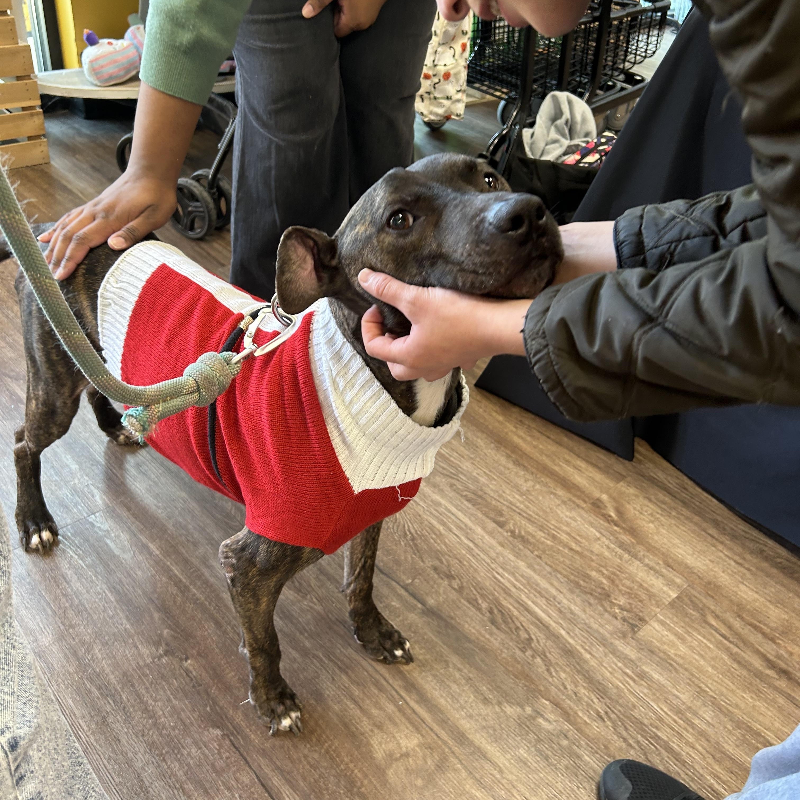 Pinball, a Adoptable Pit Bull Terrier in Forney, TX image 2/5