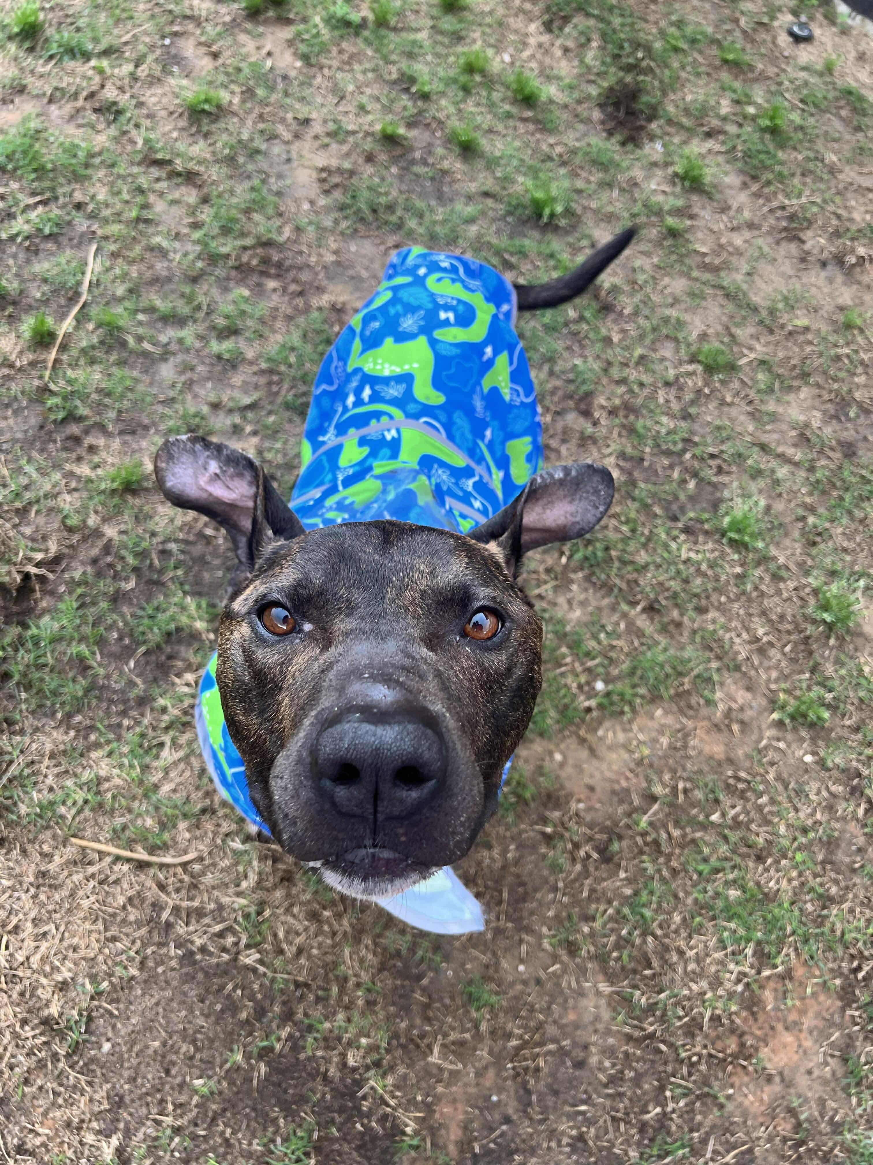 Pinball, a Adoptable Pit Bull Terrier in Forney, TX image 4/5