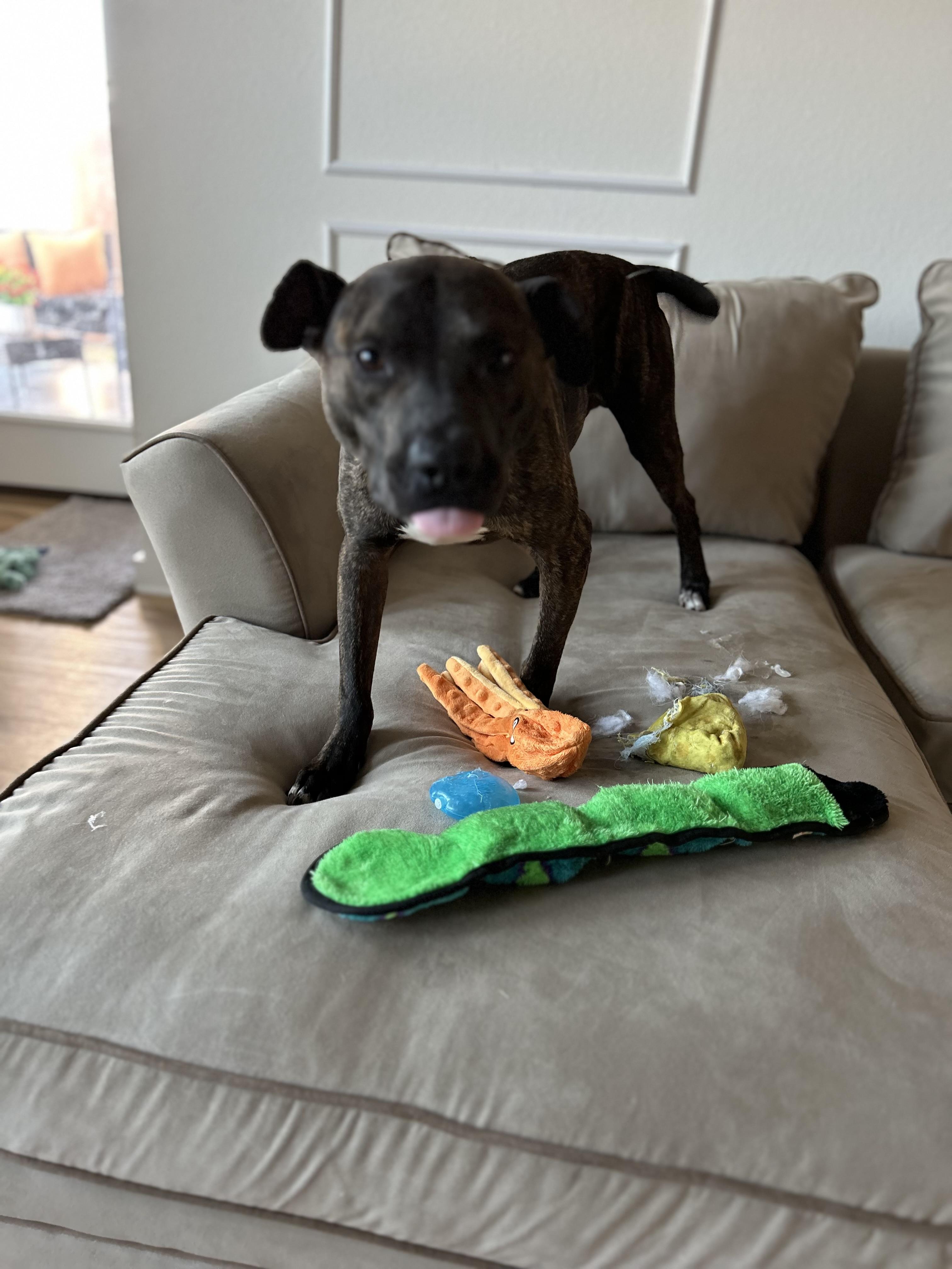 Pinball, a Adoptable Pit Bull Terrier in Forney, TX image 5/5