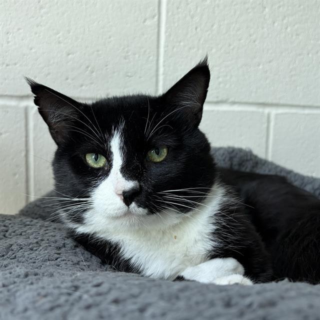 Enlarge GLAUCOUS, a Adoptable Domestic Short Hair in Centerville, MA image 1/1