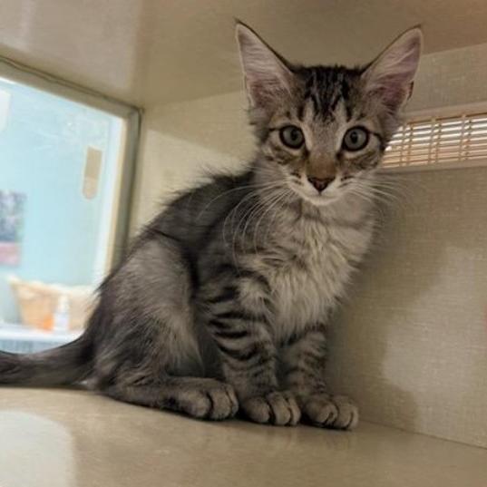 Cayenne, Adoptable, Kitten Female Domestic Short Hair.