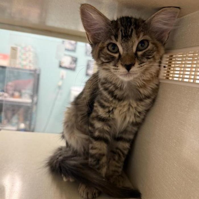 Enlarge Cayenne, a Adoptable Domestic Short Hair in Show Low, AZ image 3/3