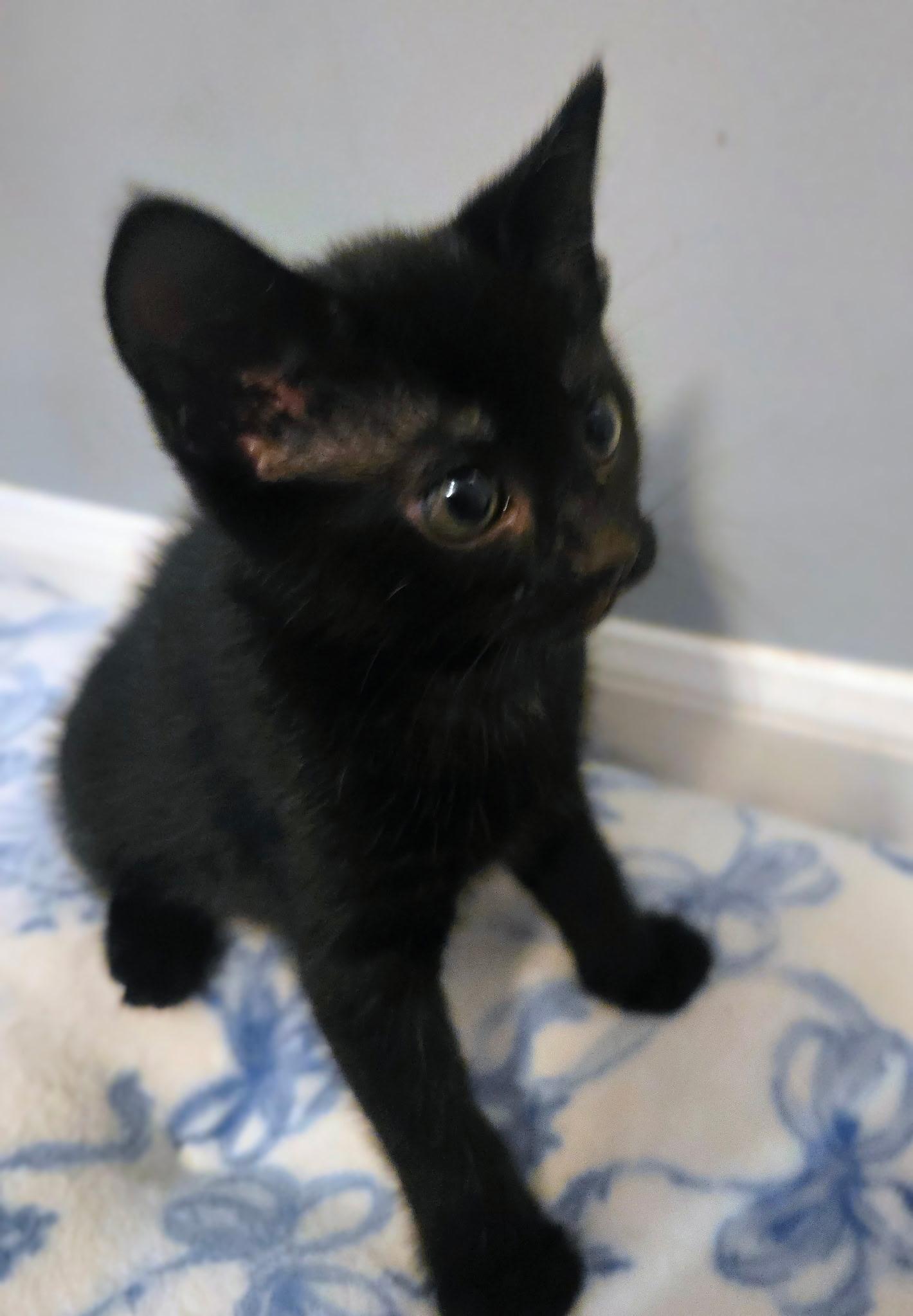 Agate, Adoptable, Kitten Male Domestic Short Hair.