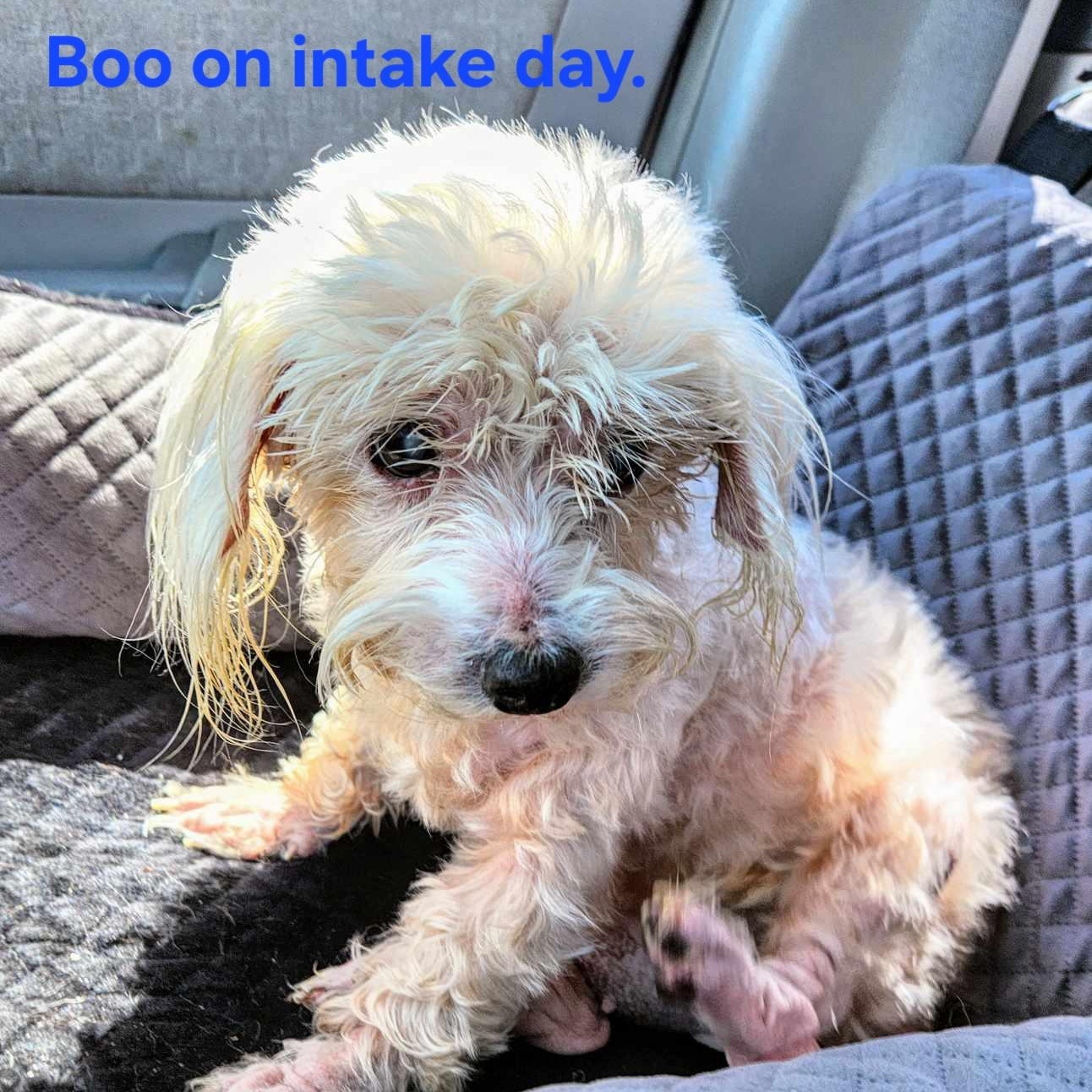 Boo
