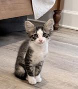 Lilypad at PetSmart in Athens, GA, Adopted, Kitten Female Domestic Short Hair.