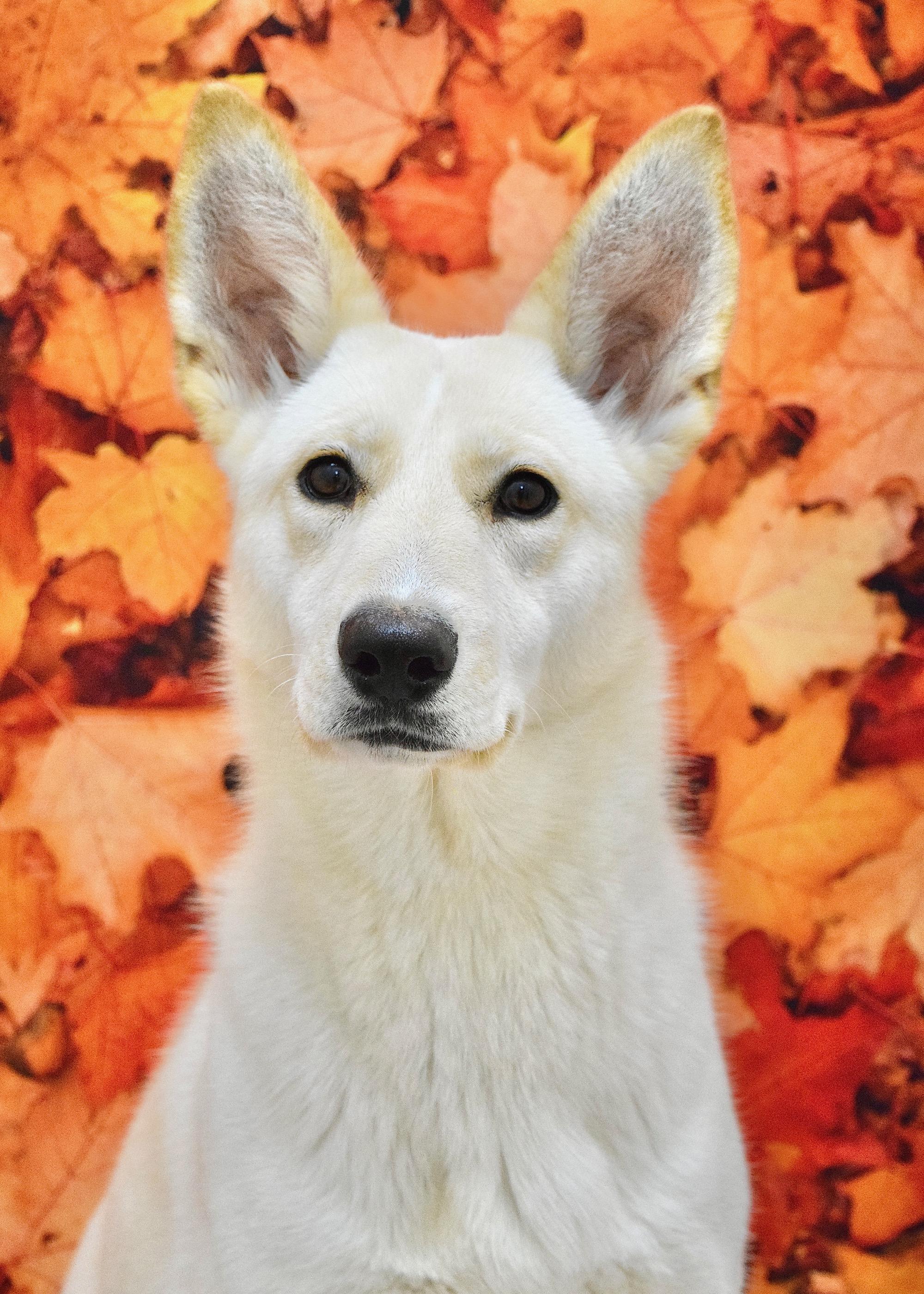 Shelby, Adoptable, Young Female German Shepherd Dog.