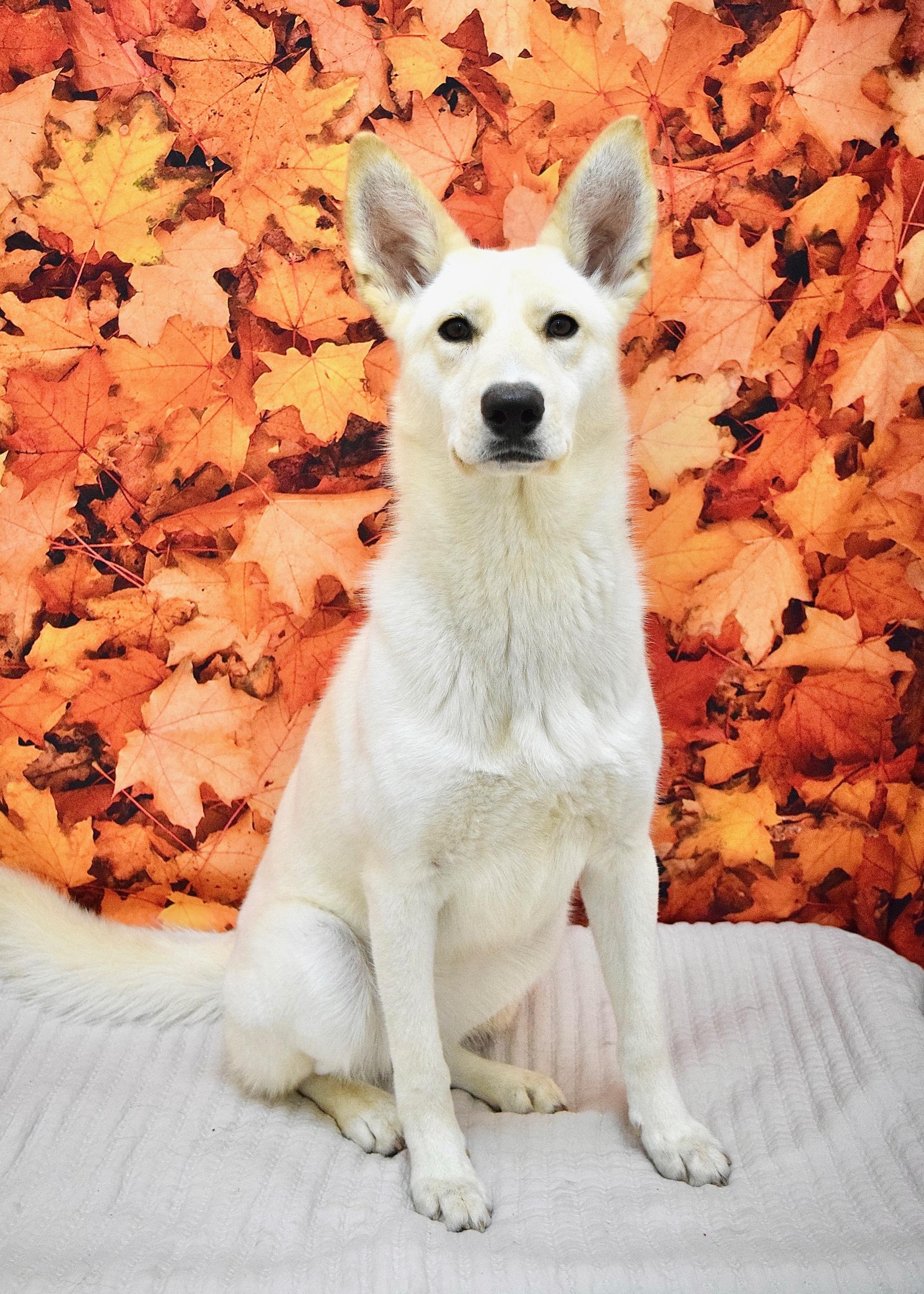 Shelby, a Adoptable German Shepherd Dog in Dublin, CA image 5/6