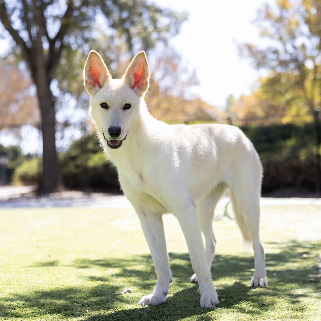 Shelby, a Adoptable German Shepherd Dog in Dublin, CA image 4/6