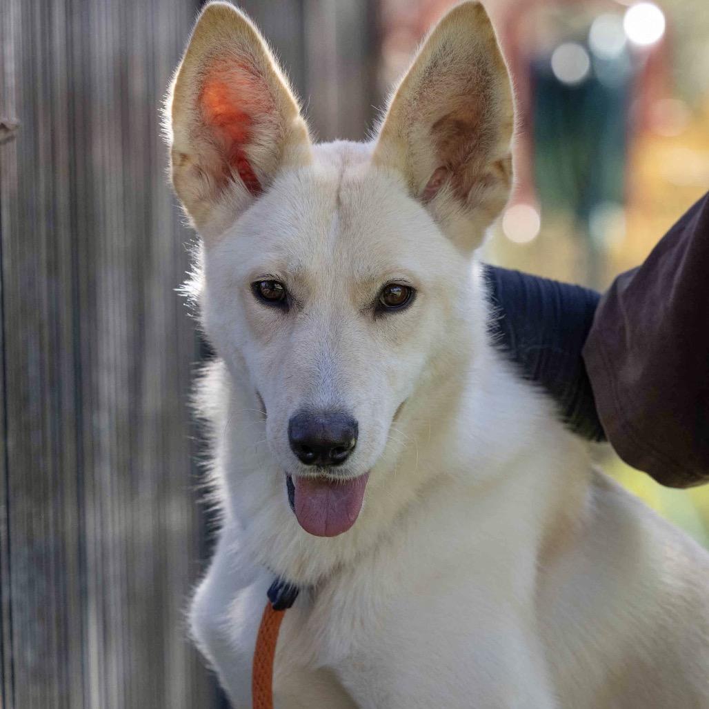 Shelby, a Adoptable German Shepherd Dog in Dublin, CA image 2/6