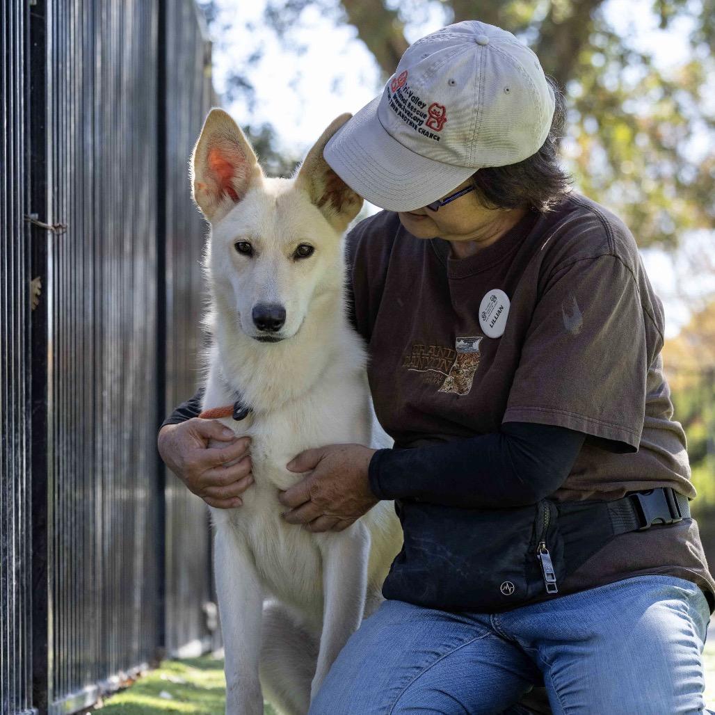 Shelby, a Adoptable German Shepherd Dog in Dublin, CA image 3/6