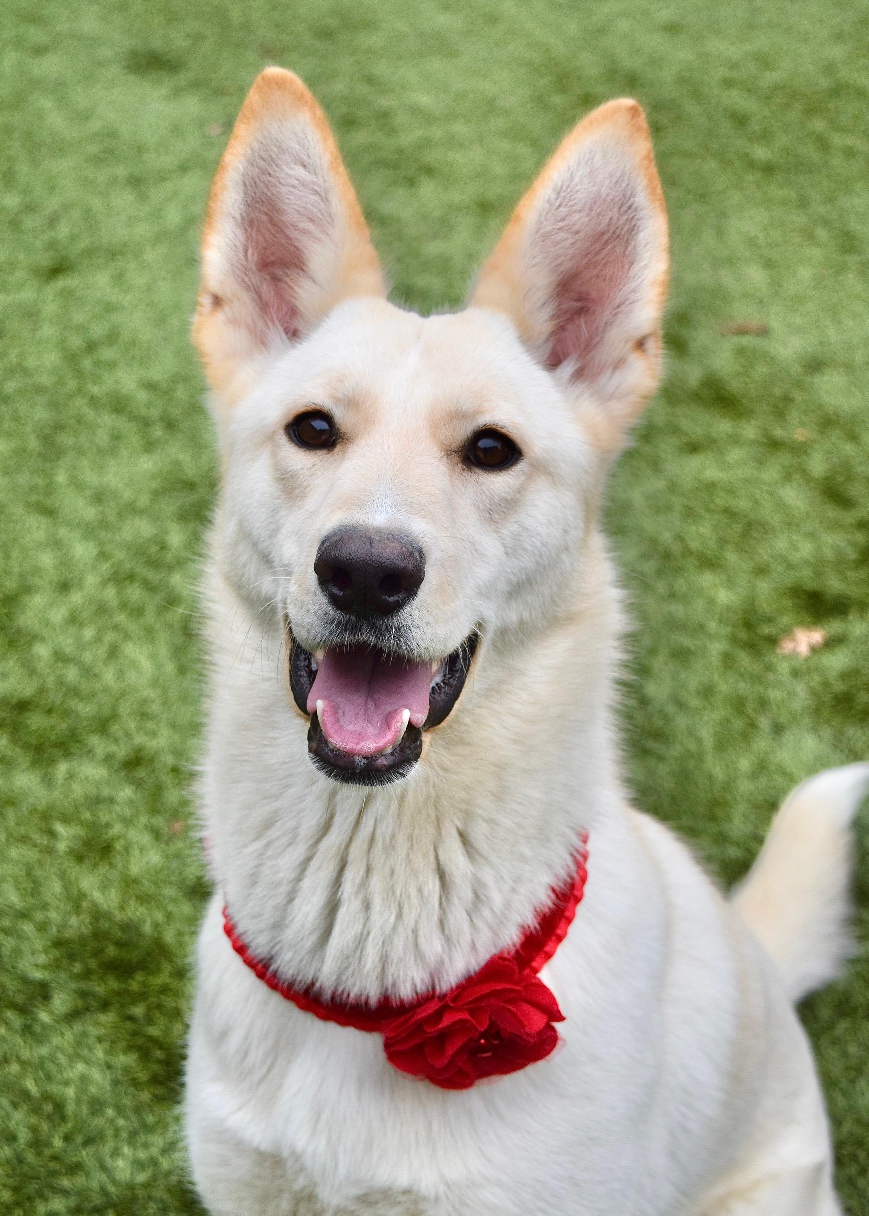 Shelby, Adoptable, Young Female German Shepherd Dog.