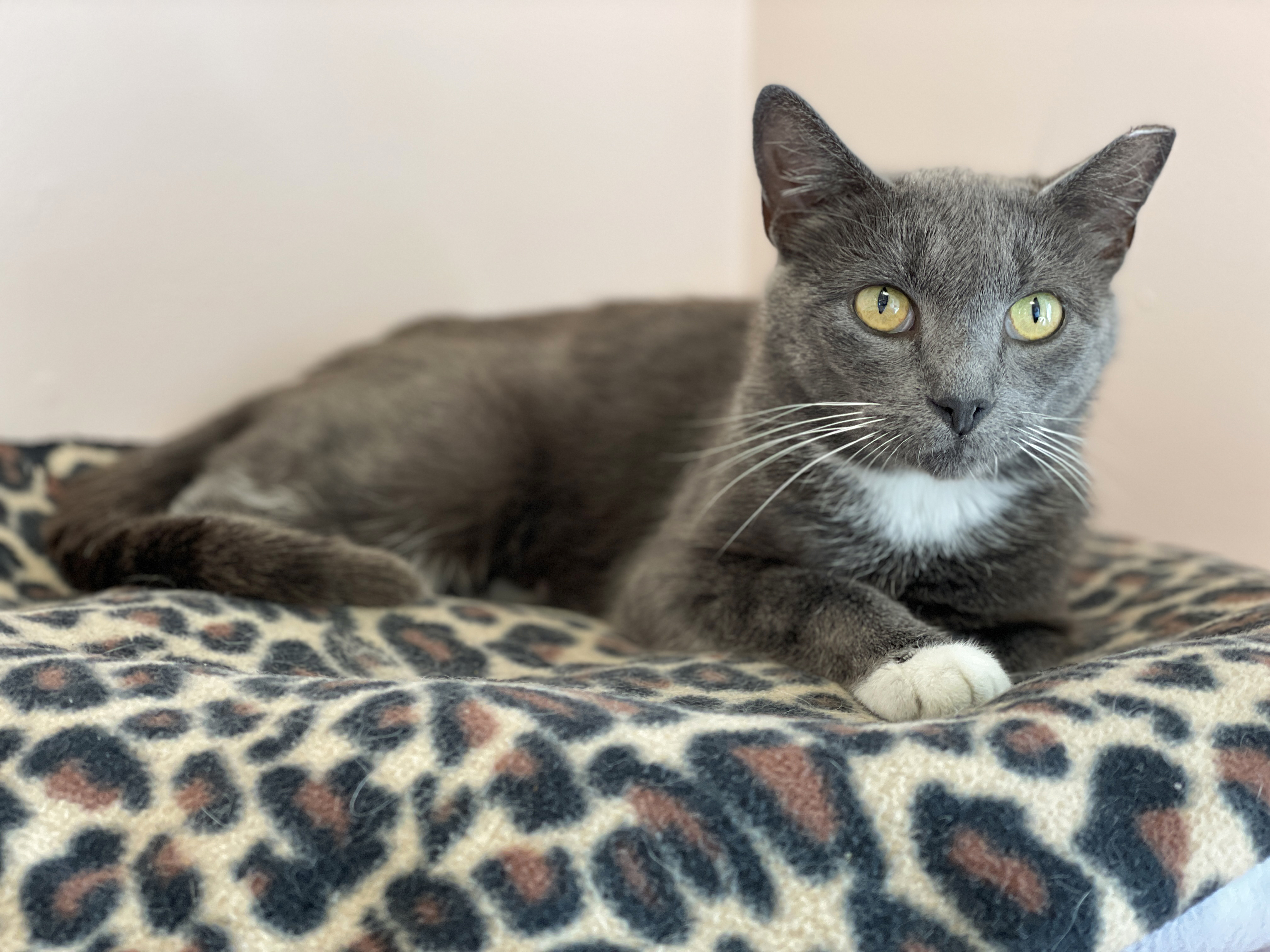 Sketchy, a Adoptable Domestic Short Hair in Charles Town, WV image 6/6