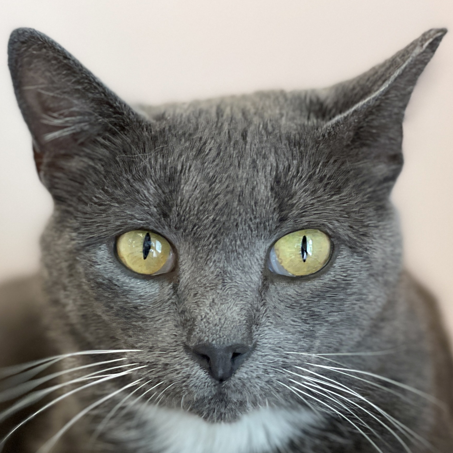 Sketchy, Adoptable, Adult Female Domestic Short Hair.