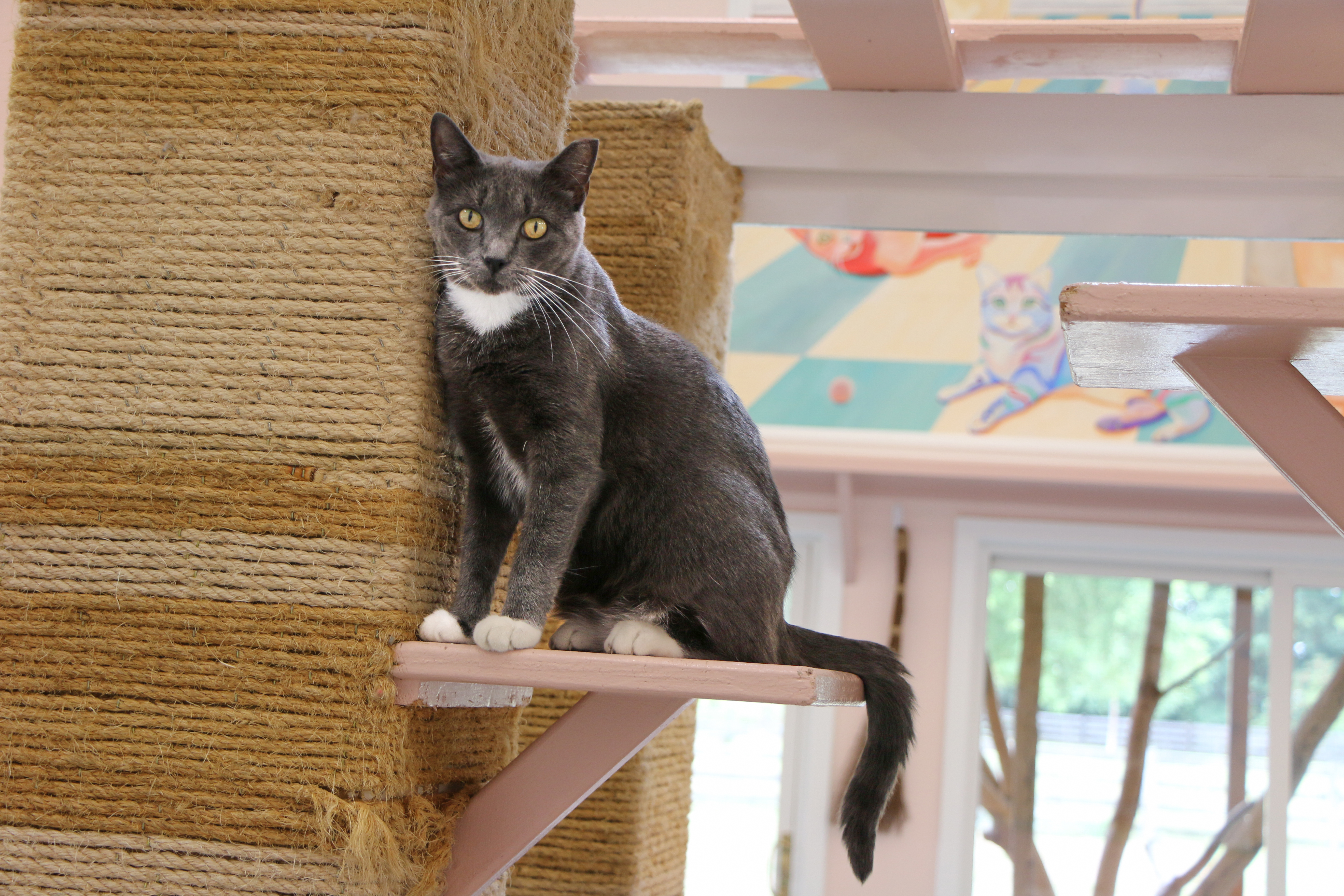 Sketchy, a Adoptable Domestic Short Hair in Charles Town, WV image 2/6