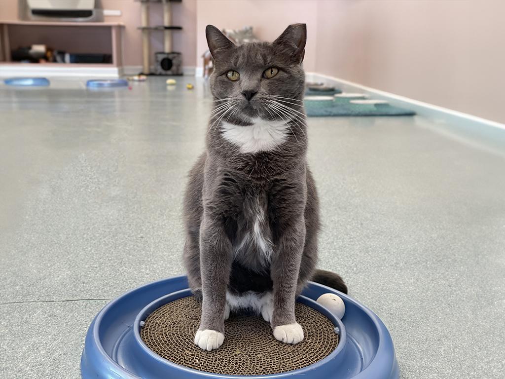 Sketchy, a Adoptable Domestic Short Hair in Charles Town, WV image 3/6