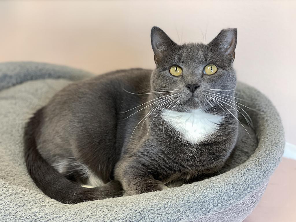 Sketchy, a Adoptable Domestic Short Hair in Charles Town, WV image 4/6