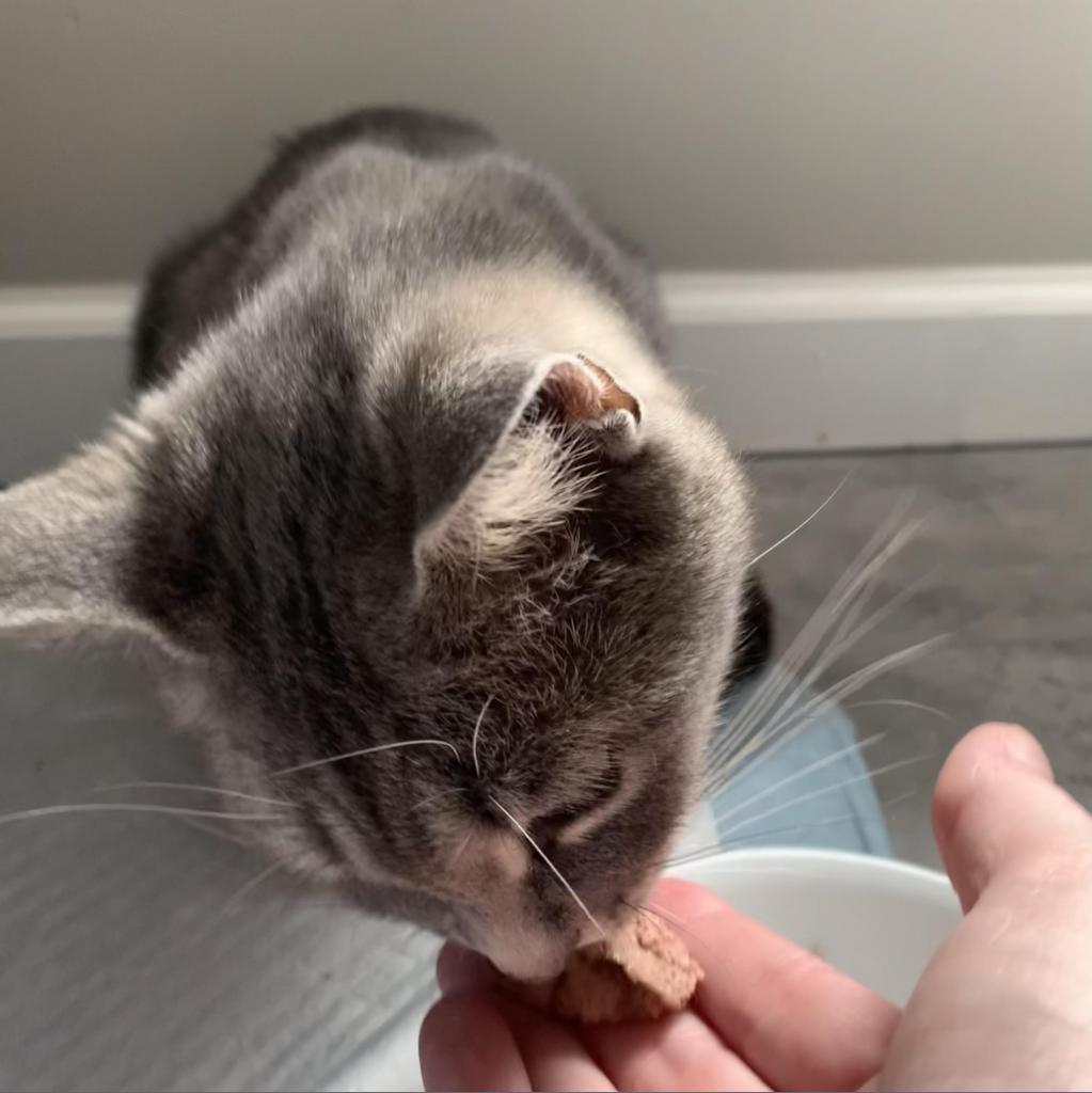 Tama, Adoptable, Senior Female Domestic Short Hair.