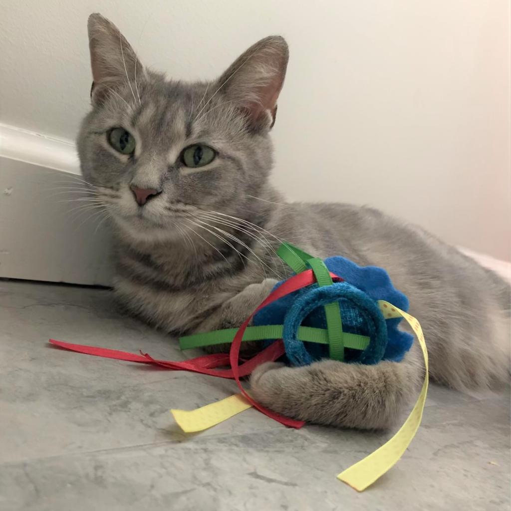 Enlarge Tama, a Adoptable Domestic Short Hair in Cumming, GA image 2/3